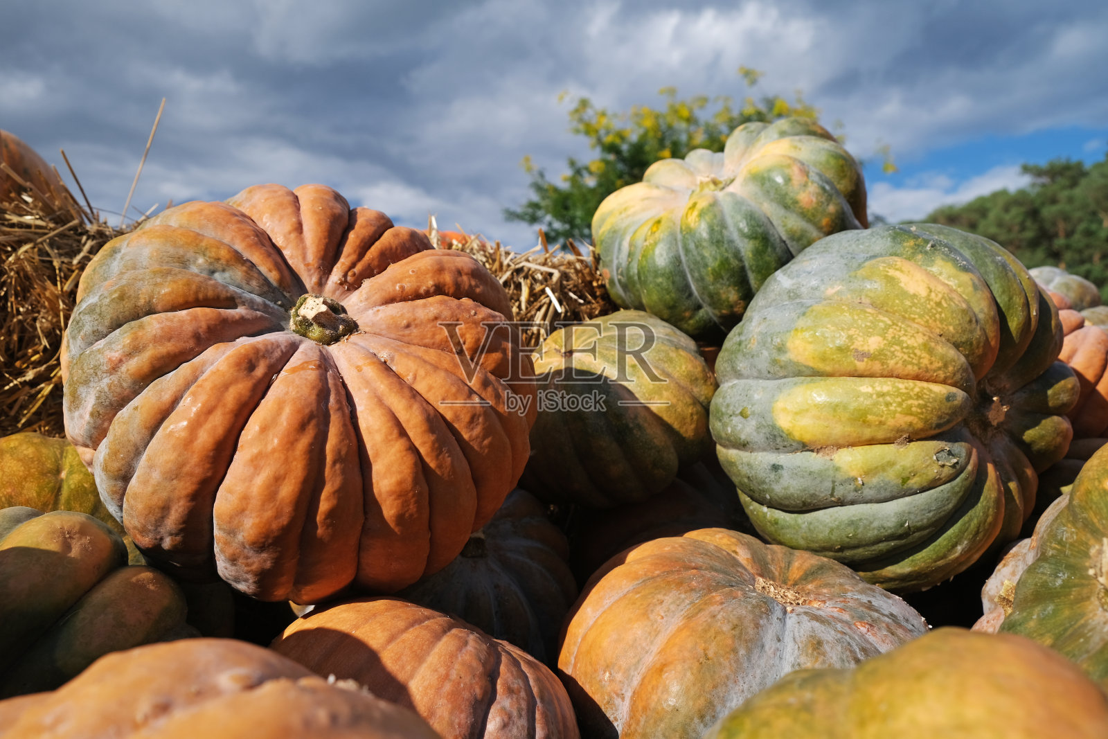 秋天的南瓜照片摄影图片