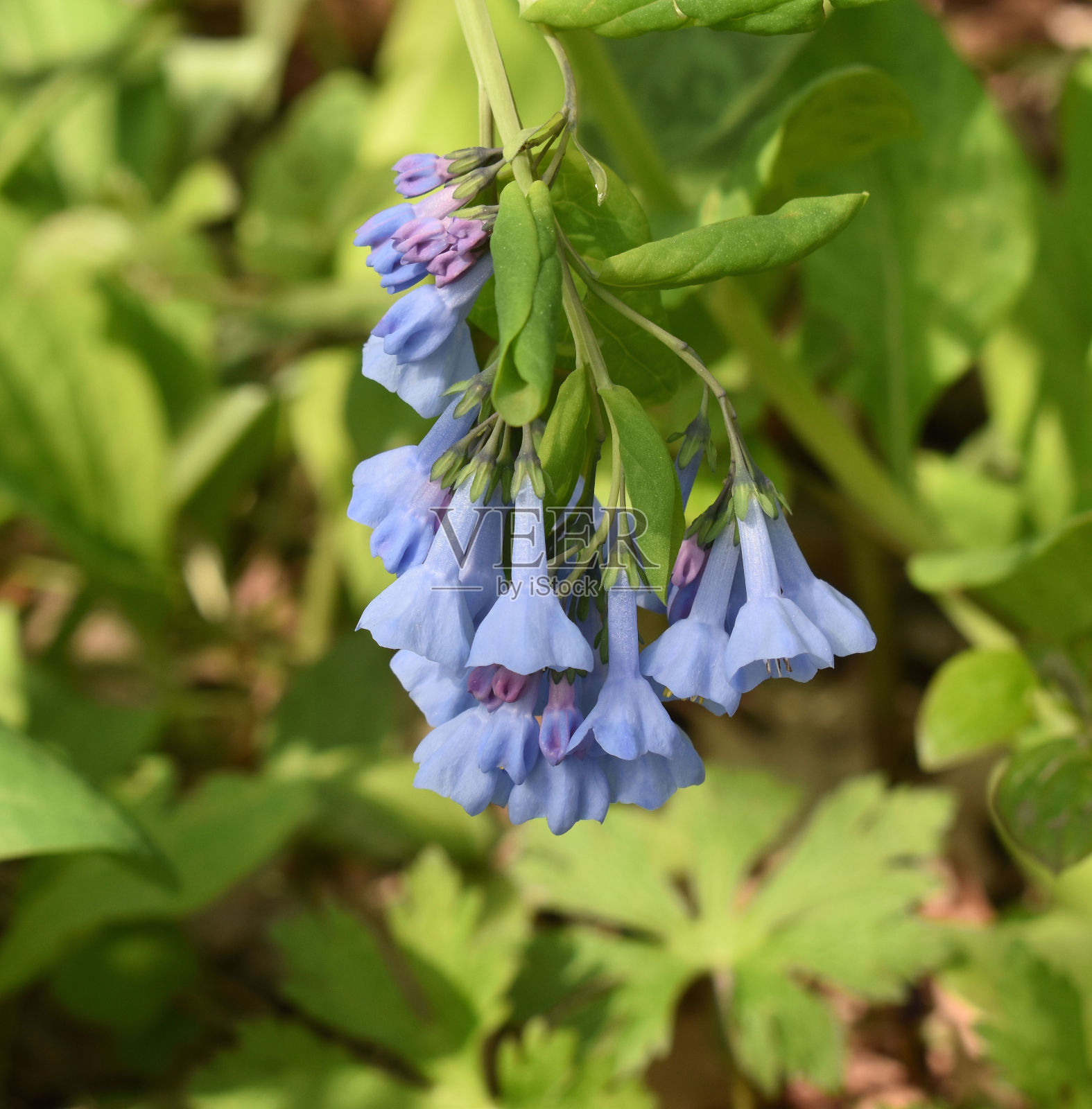 春天的蓝铃花照片摄影图片
