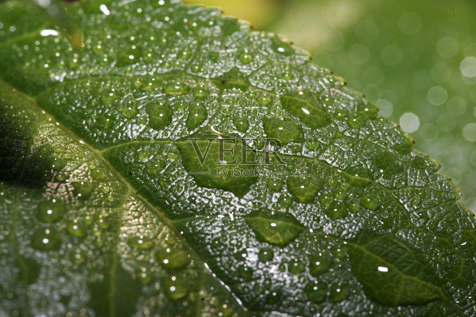 植物上的晨露照片摄影图片