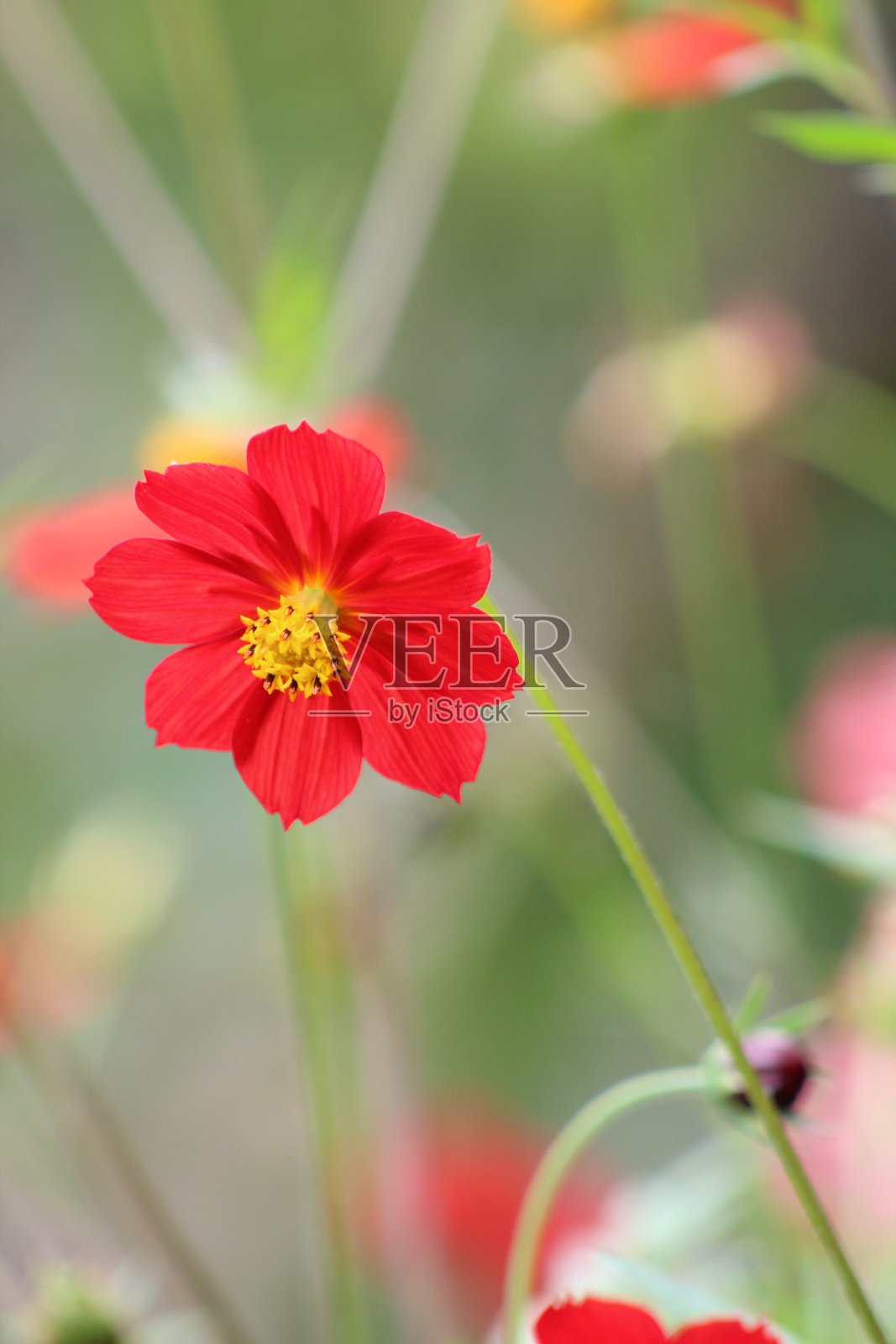 花照片摄影图片