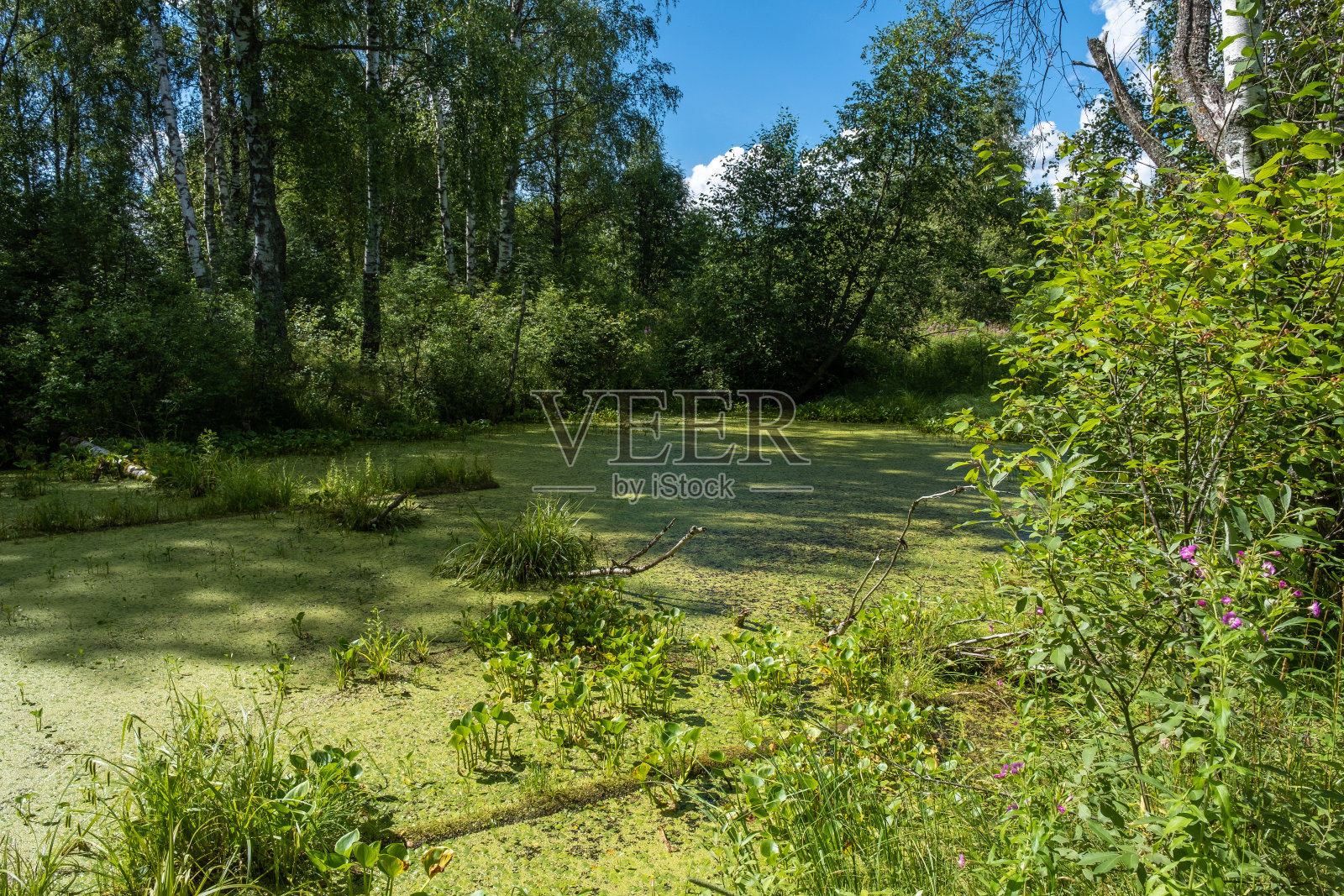 一个浮萍丛生的小池塘,四周是灌木和树木。照片摄影图片