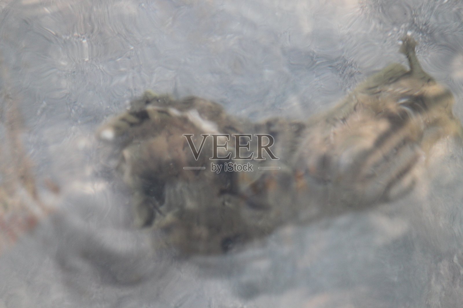 海兔的鼻涕虫照片摄影图片