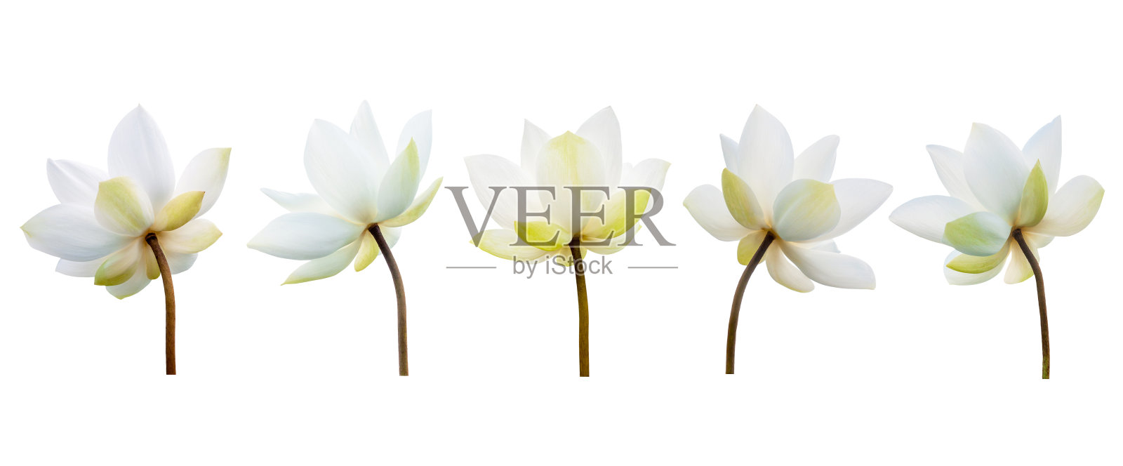 白莲花收集孤立在白色的背景。文件包含与剪切路径,所以很容易工作。照片摄影图片