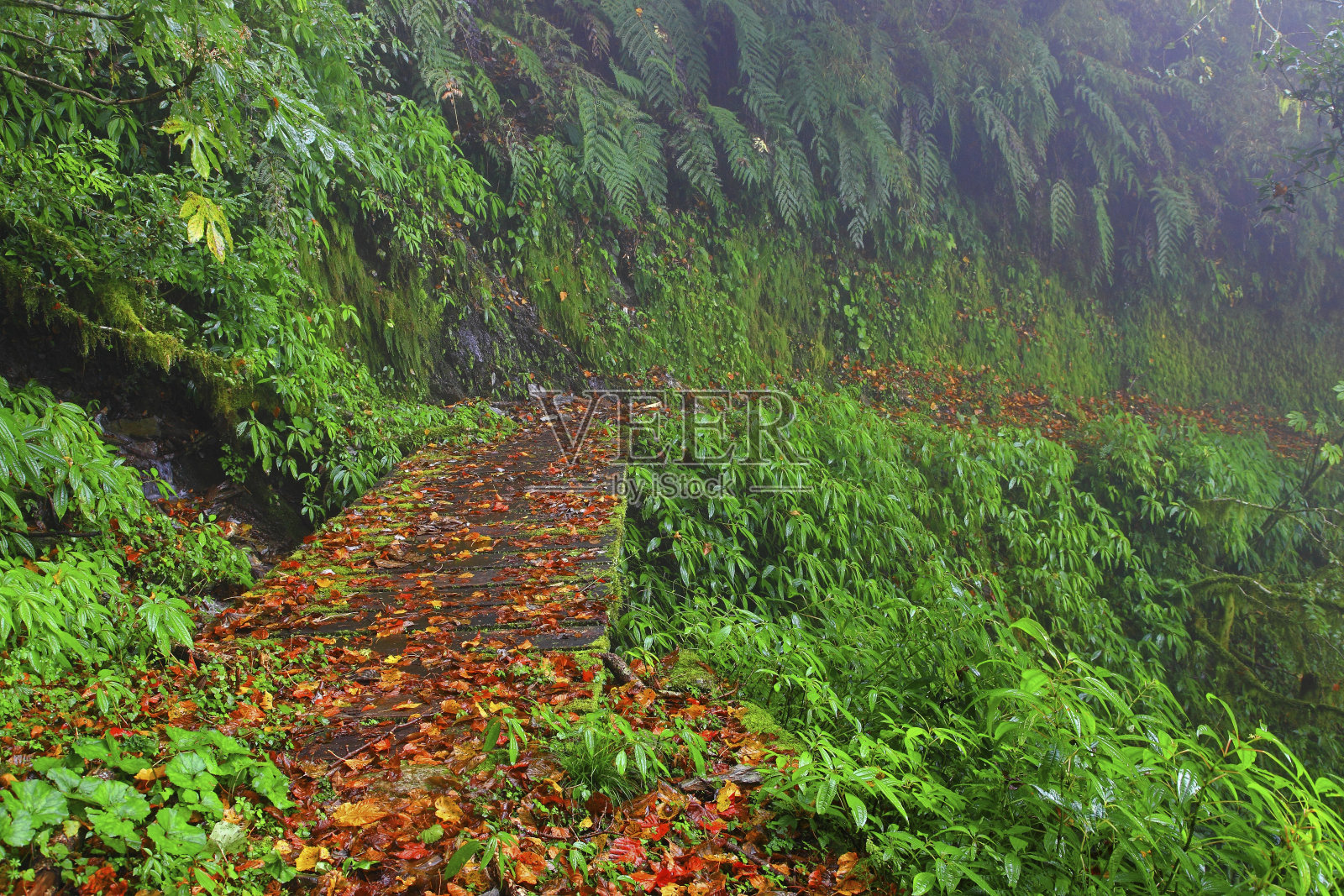台湾能高月岭路落叶小径照片摄影图片