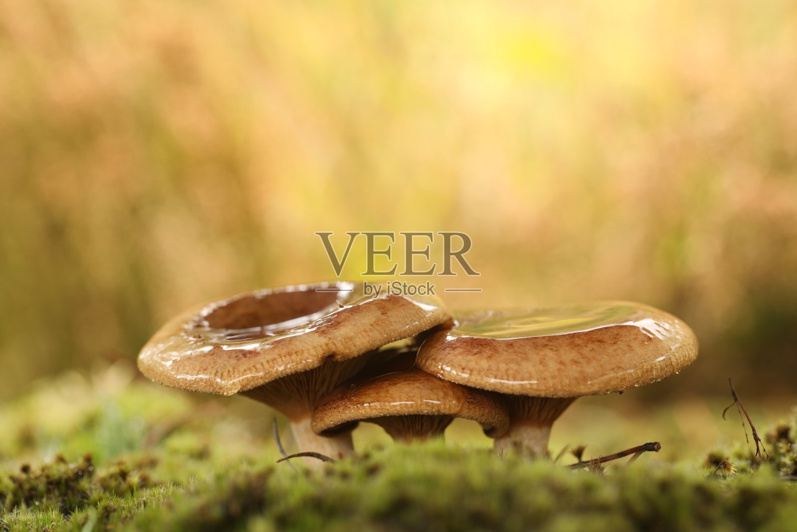 牛肝菌,苔藓中的普通牛肝菌。照片摄影图片