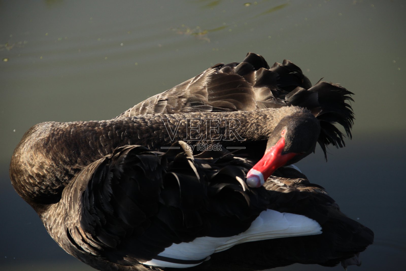 一只正在清理羽毛甲板的黑天鹅照片摄影图片