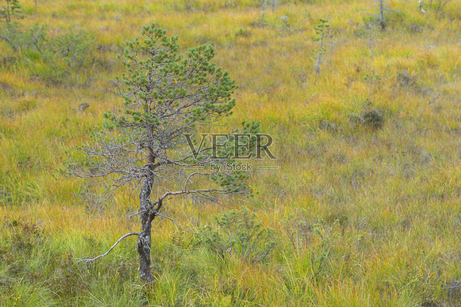 斯堪的纳维亚沼泽中的一种小松树照片摄影图片