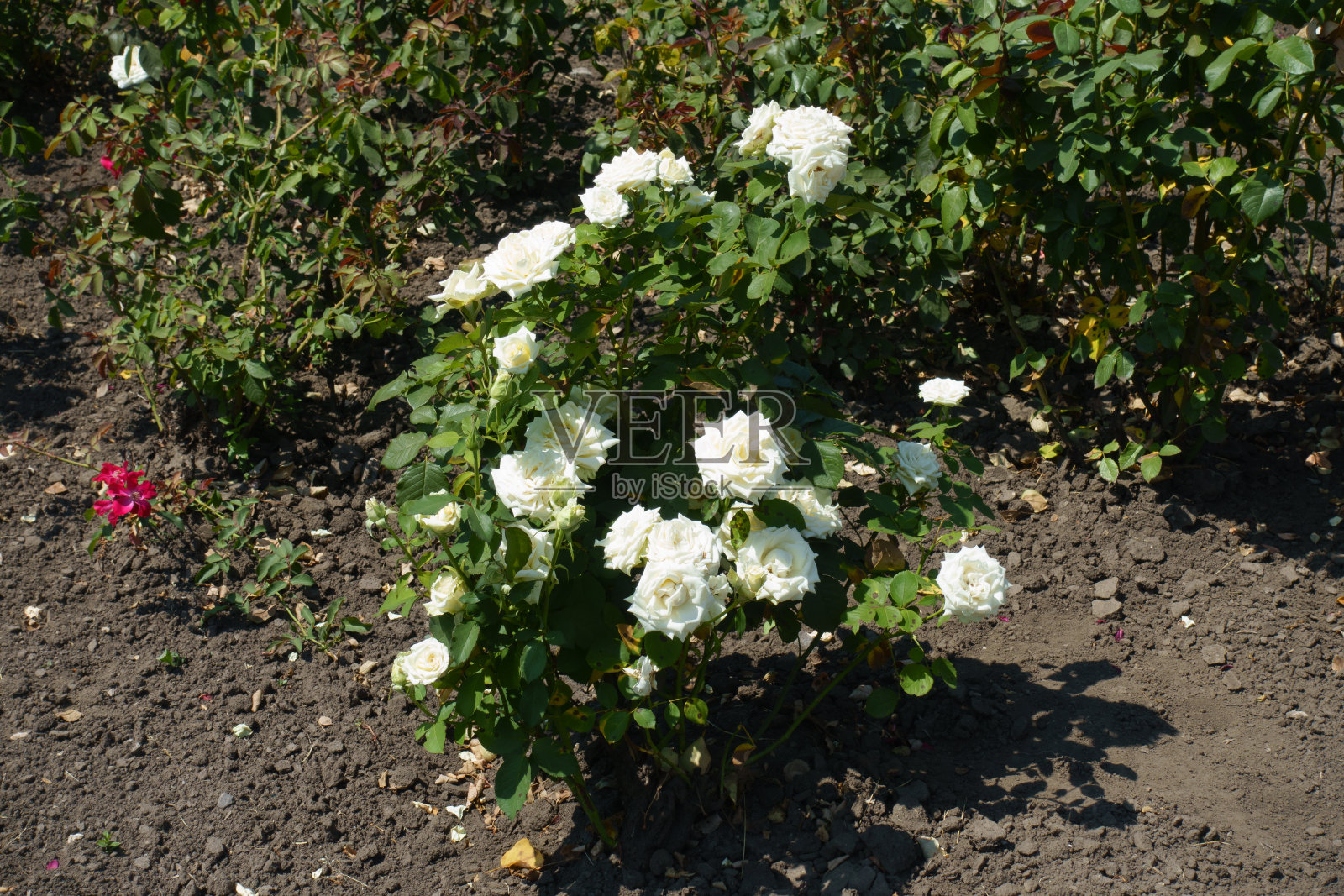 7月盛开的一丛白玫瑰照片摄影图片