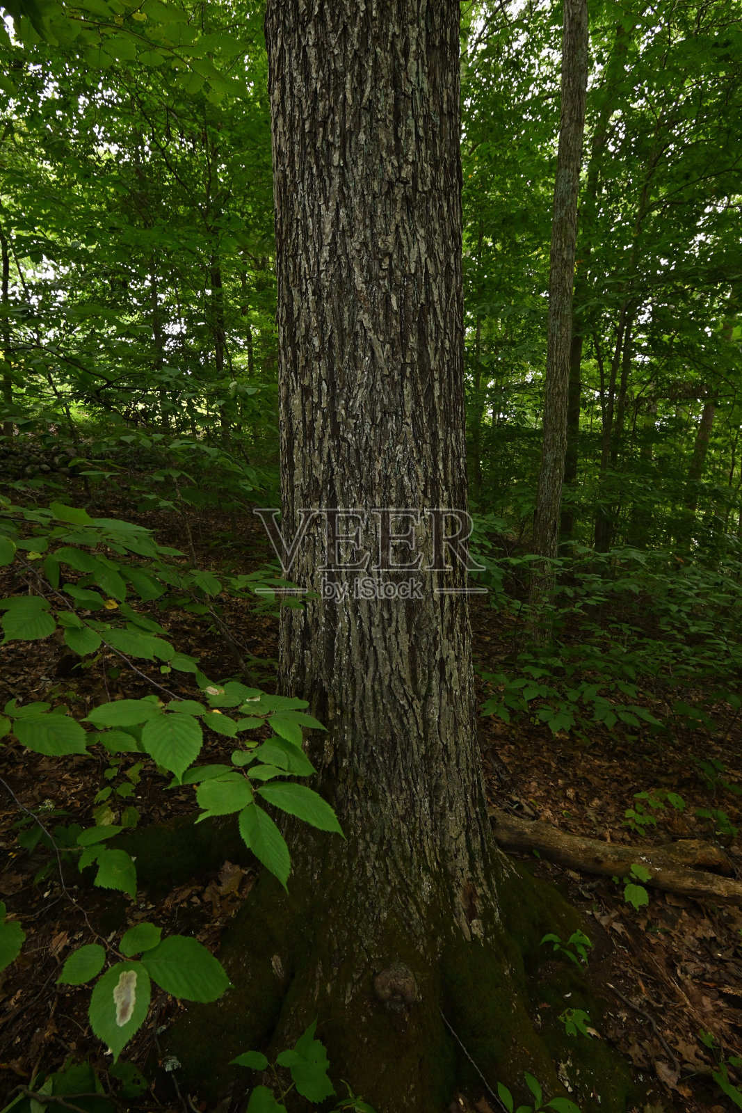 山核桃垂直景观照片摄影图片
