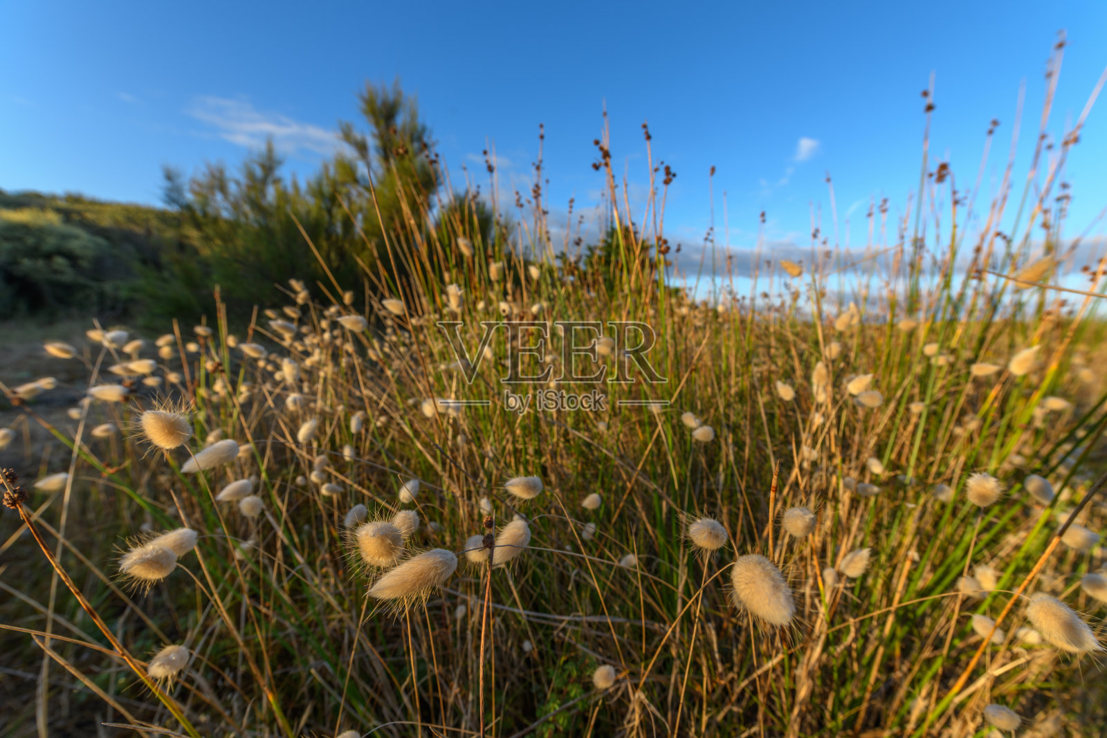 大西洋海岸长满野兔尾草的沙丘。照片摄影图片