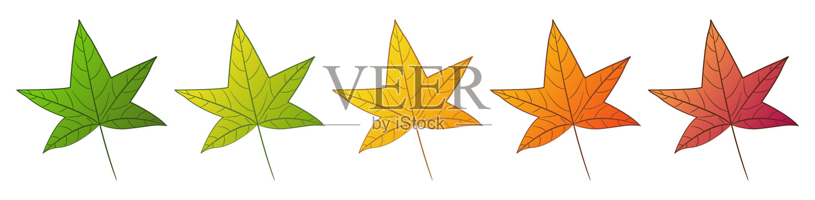 甜的桉树叶子。一套不同的秋天颜色。插画图片素材