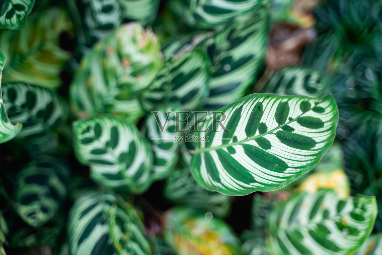 近距离拍摄自然清新的绿叶,以自然为理念照片摄影图片