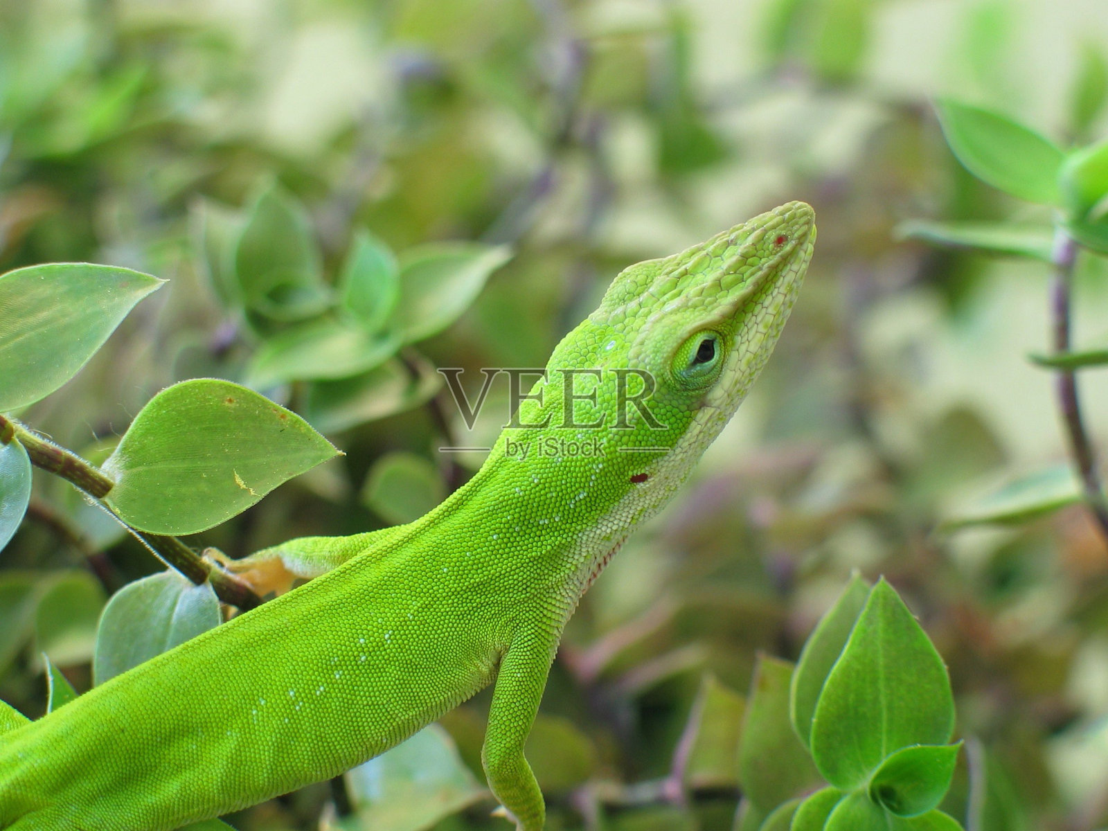 阿鲁巴的绿鬣蜥照片摄影图片