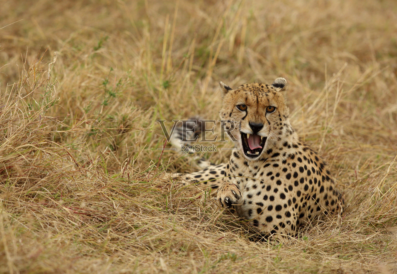 表情愤怒的猎豹,马赛马拉照片摄影图片