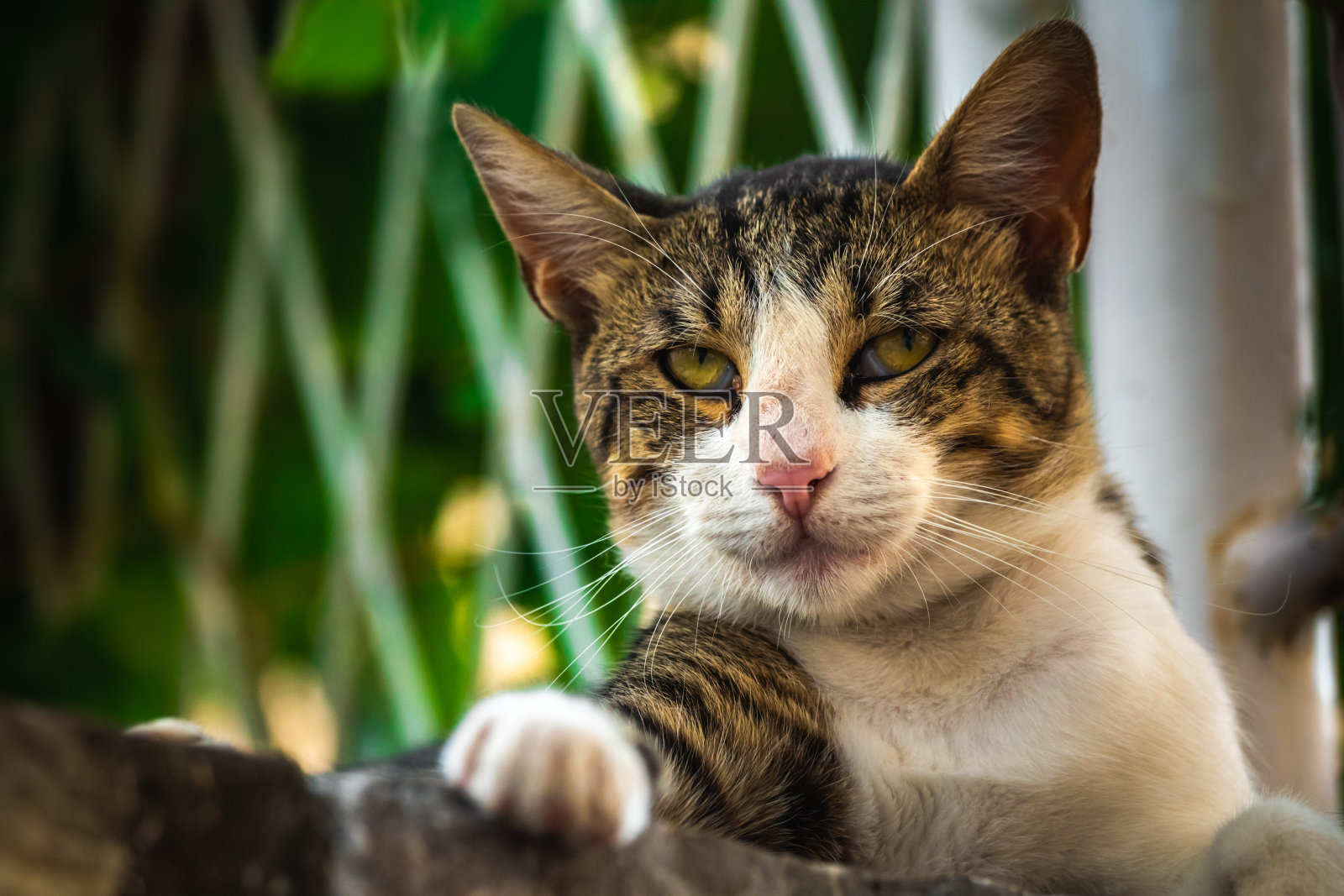 在石头栅栏上休息的酷猫,摇晃着爪子,硬化的欧洲流浪动物照片摄影图片
