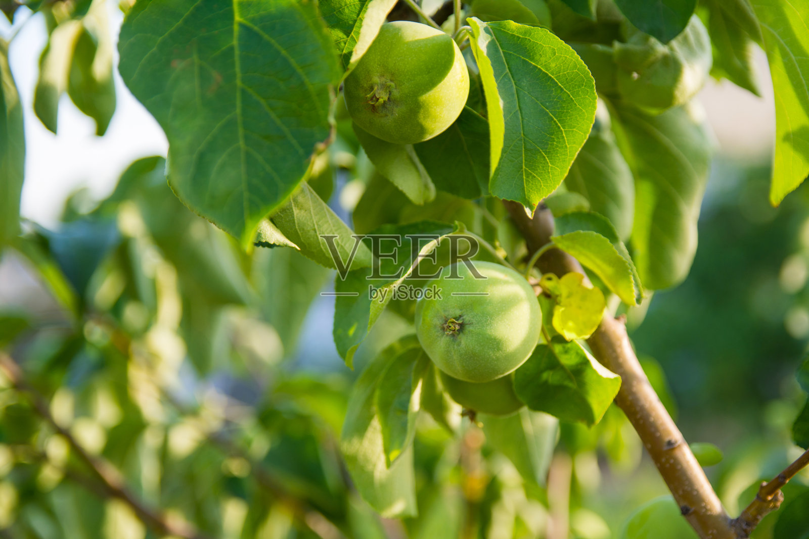 近距离的照片,未成熟的苹果在树枝上的一棵花园。有机农场与健康食品理念。农业和收获照片摄影图片