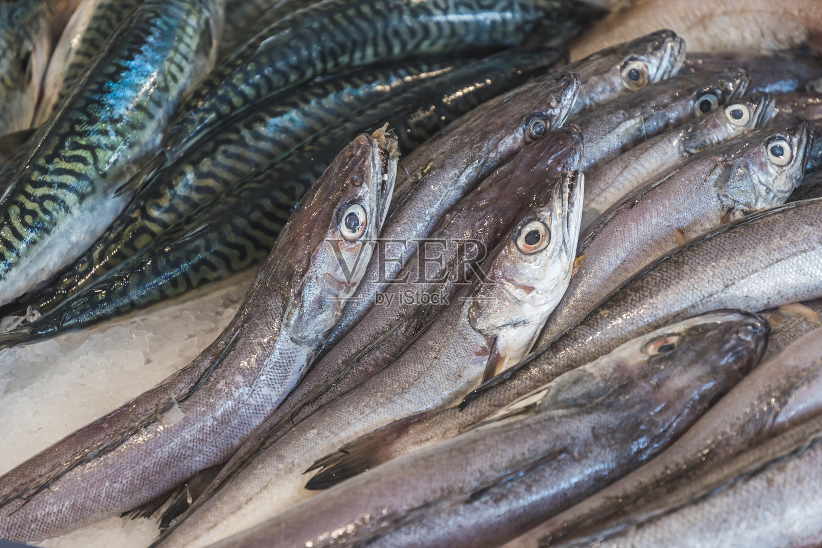 冰镇鳕鱼和鲭鱼出售,特写照片摄影图片