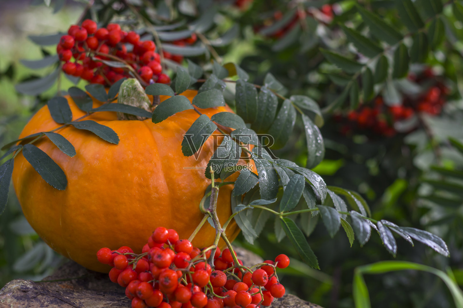 秋收南瓜和室外的花楸莓。照片摄影图片