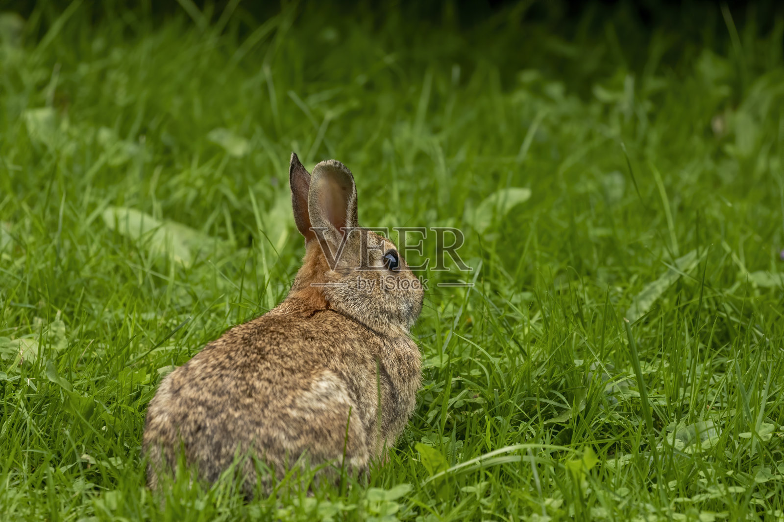 傍晚牧场上的野兔照片摄影图片