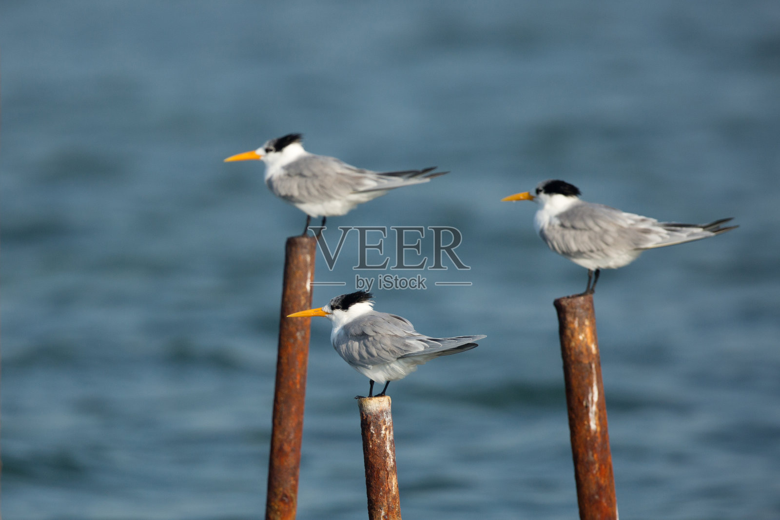 白额燕鸥照片摄影图片