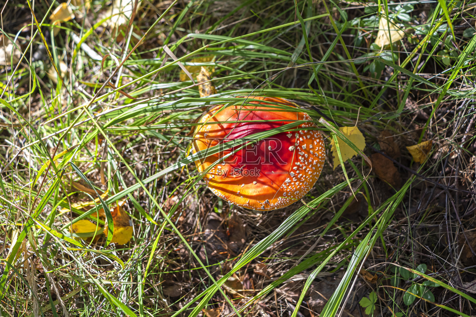 在森林草甸栖息栖息木耳蝇或鹅膏菌蝇、鹅膏蝇照片摄影图片