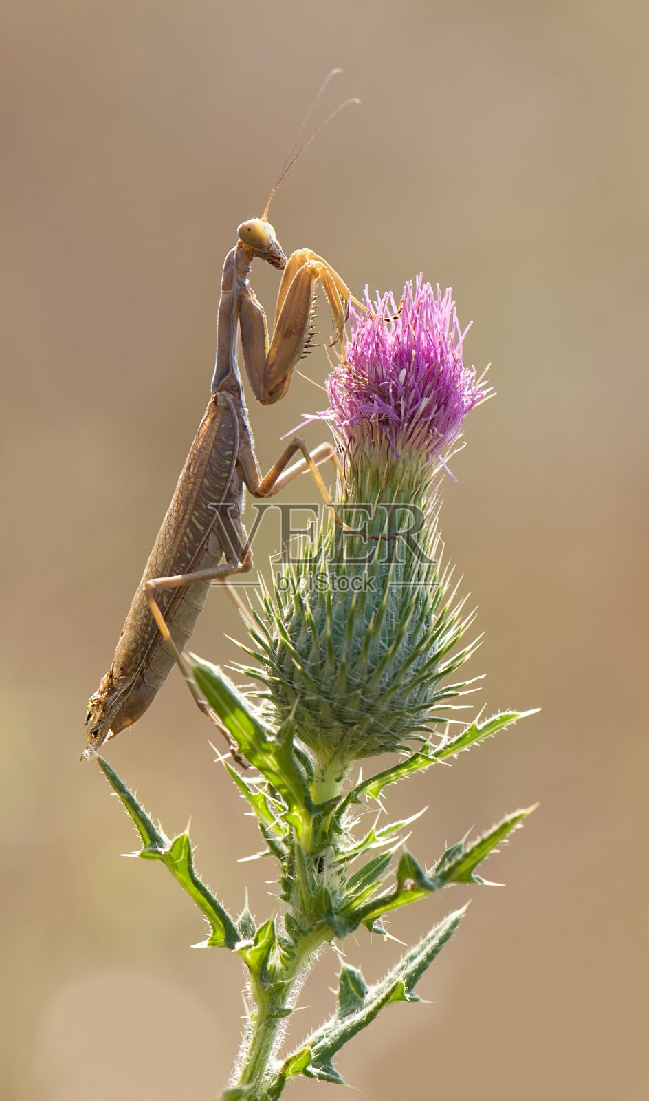 夏日里,昆虫螳螂坐在植物上照片摄影图片