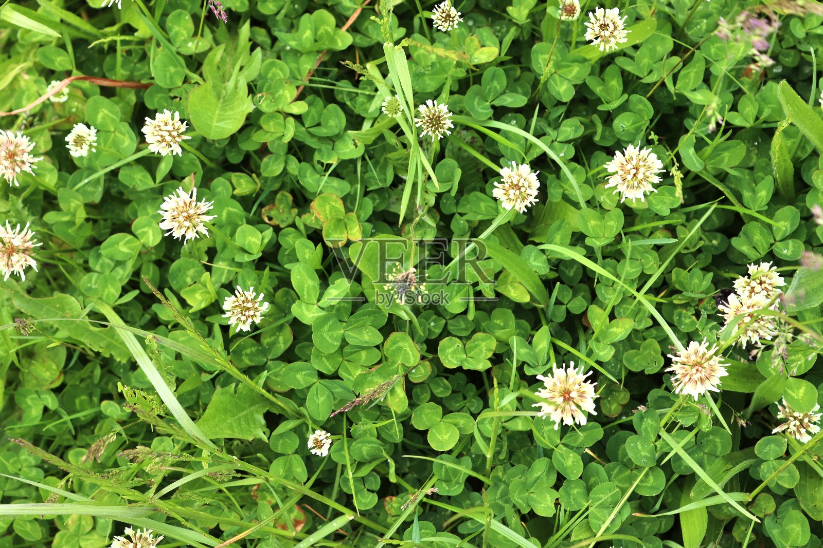美丽的绿叶植物和不同的树篱和墙壁照片摄影图片
