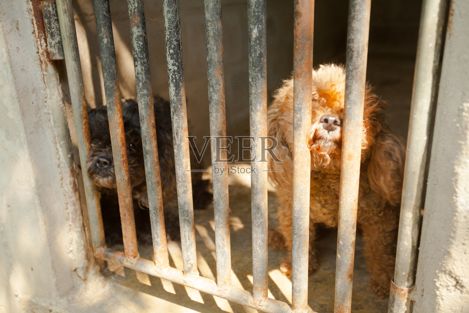 在清迈省的一个农场里,两只小狗在金属栅栏后面照片摄影图片