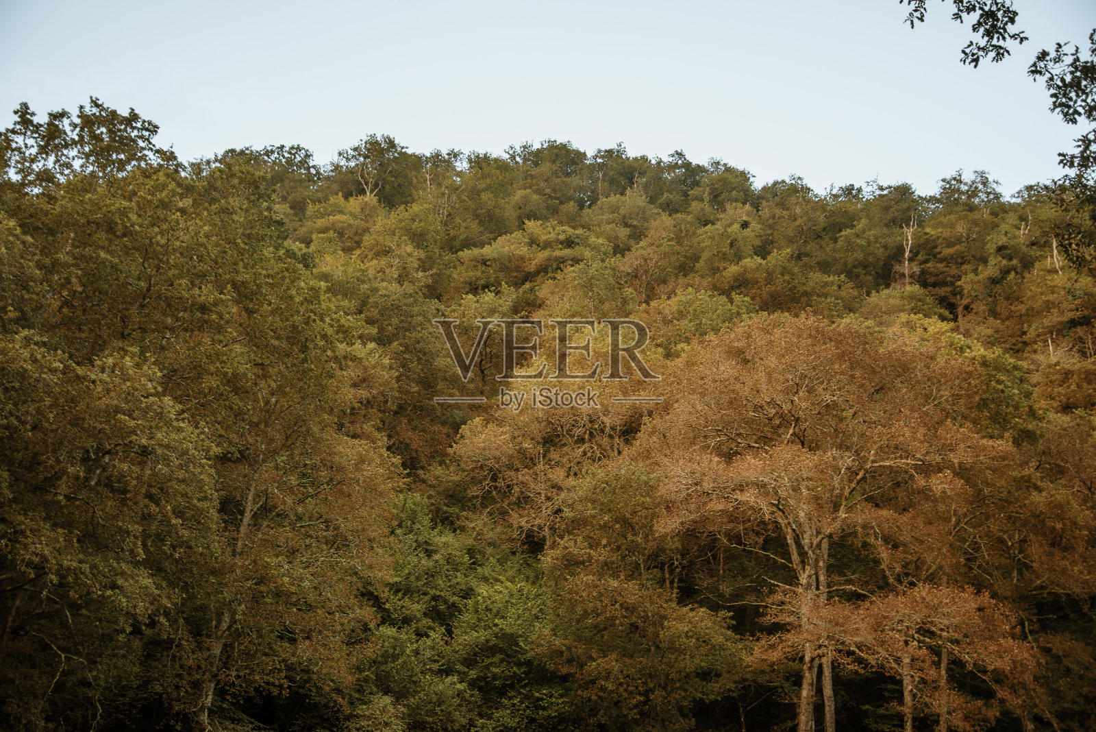 森林里的第一抹秋色照片摄影图片