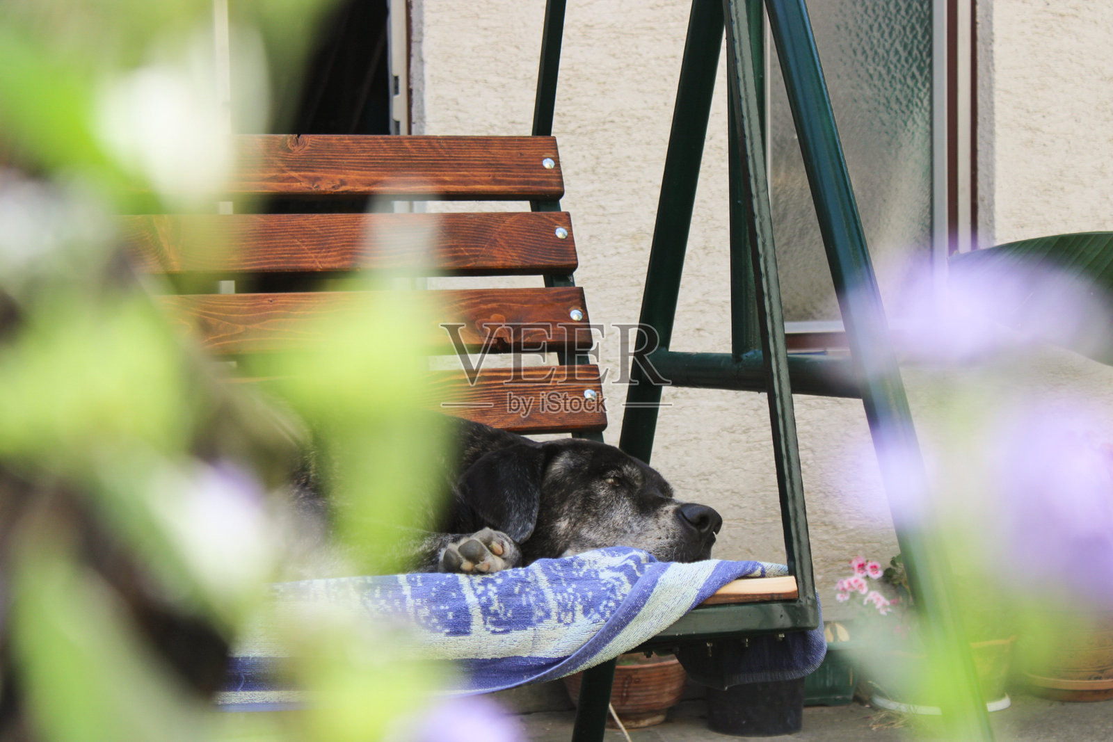 狗在摇摆照片摄影图片