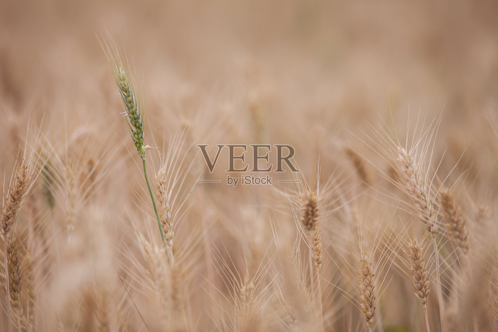 近大麦田照片摄影图片