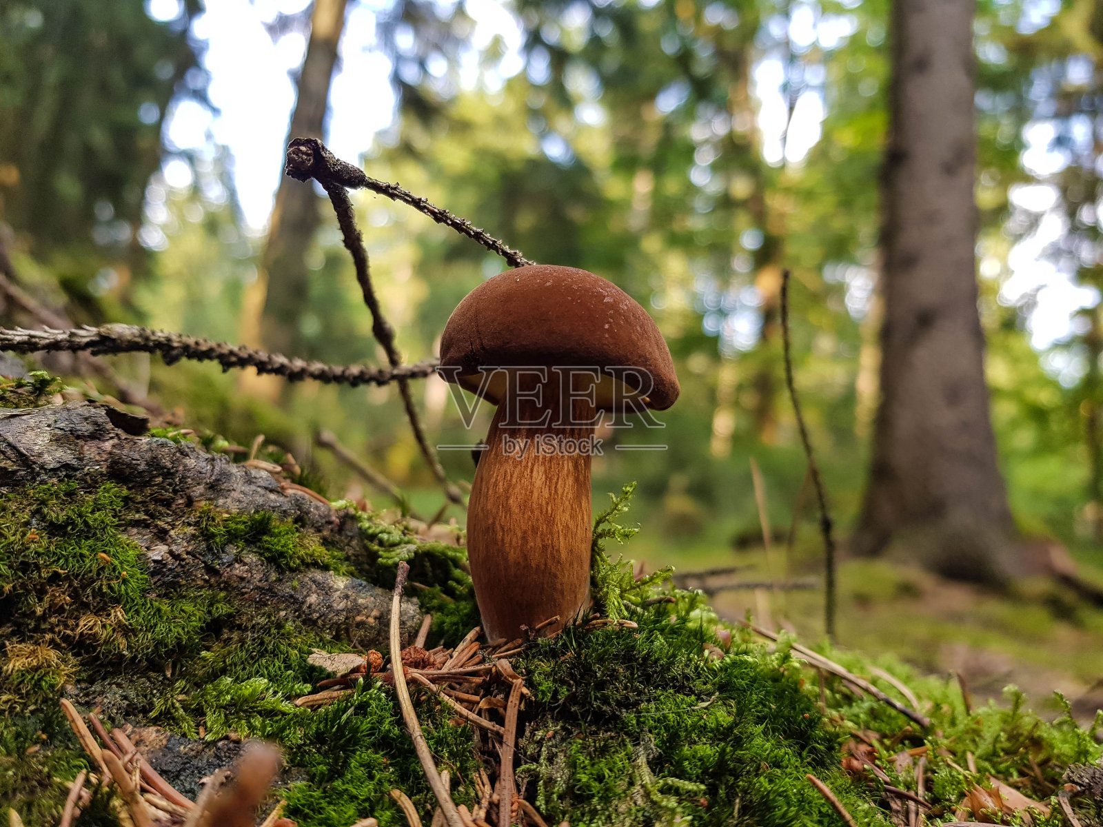 森林里的蘑菇照片摄影图片