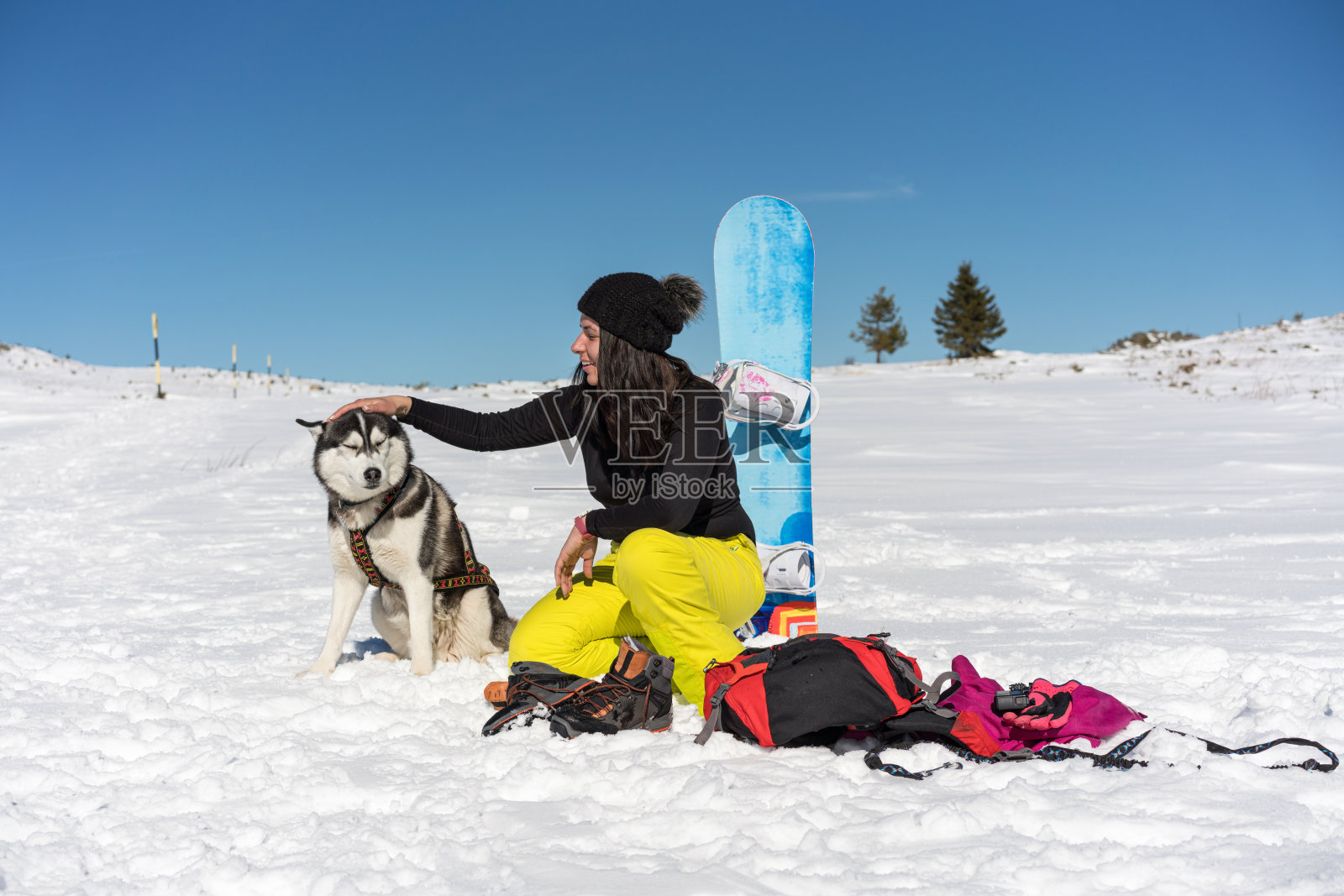 哈士奇狗在雪中享受一天照片摄影图片