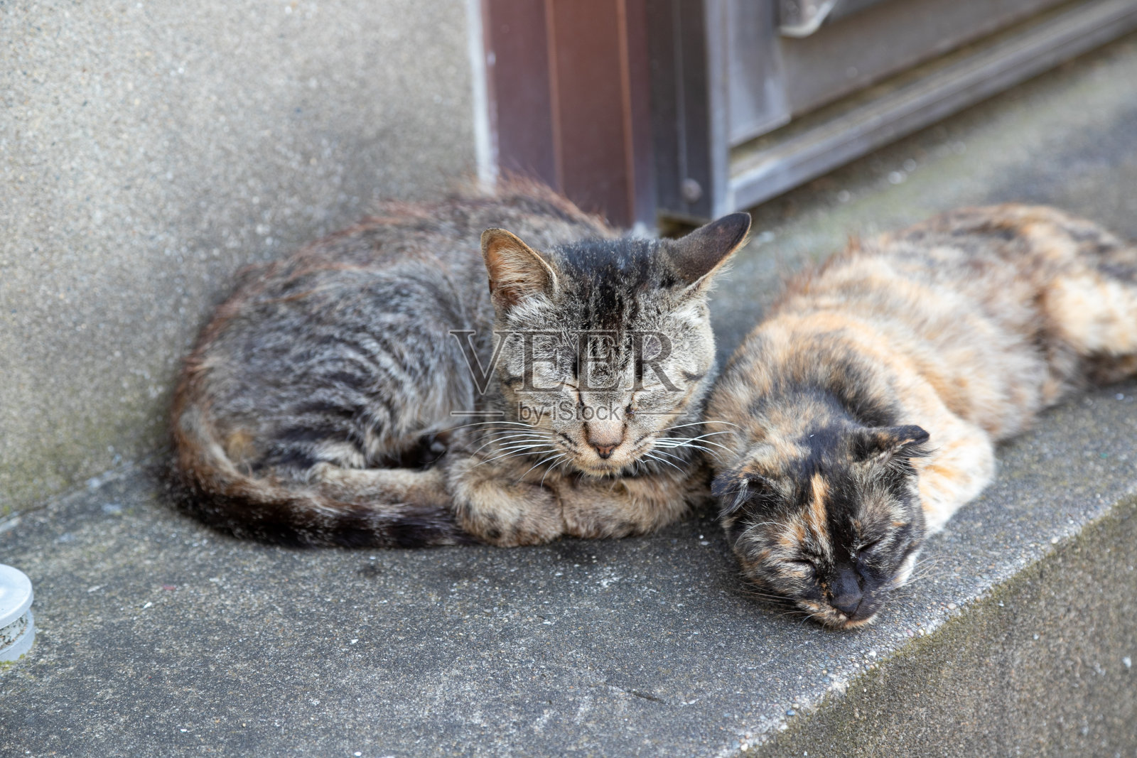 日本千叶县长志市的一个小港口城镇猫照片摄影图片