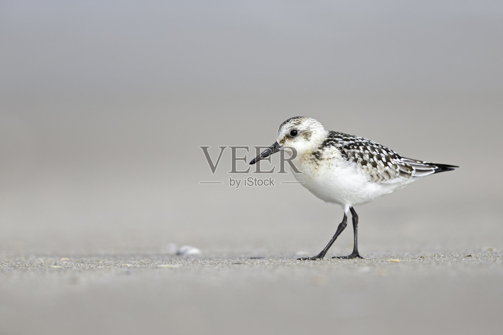 一只长着冬季羽毛的砂鹬(砂鹬)在秋季迁徙期间在荷兰的海滩上休息照片摄影图片