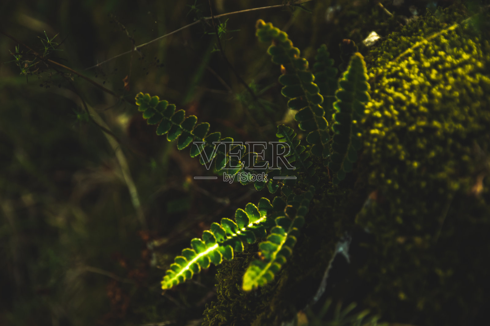 宏观世界的阳光,孤立的树枝和草叶在一个黑暗的大气背景上的特写照片摄影图片