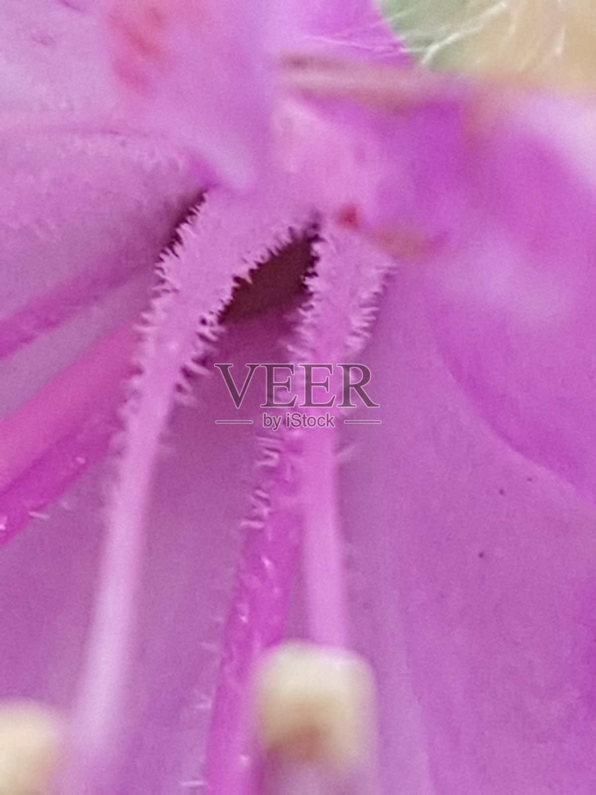 粉红色和紫色的花照片摄影图片