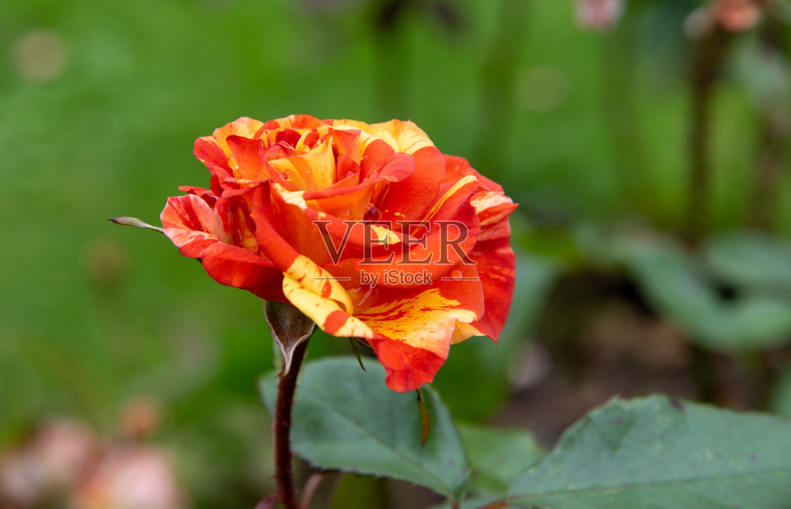 玫瑰花生长在花园里照片摄影图片