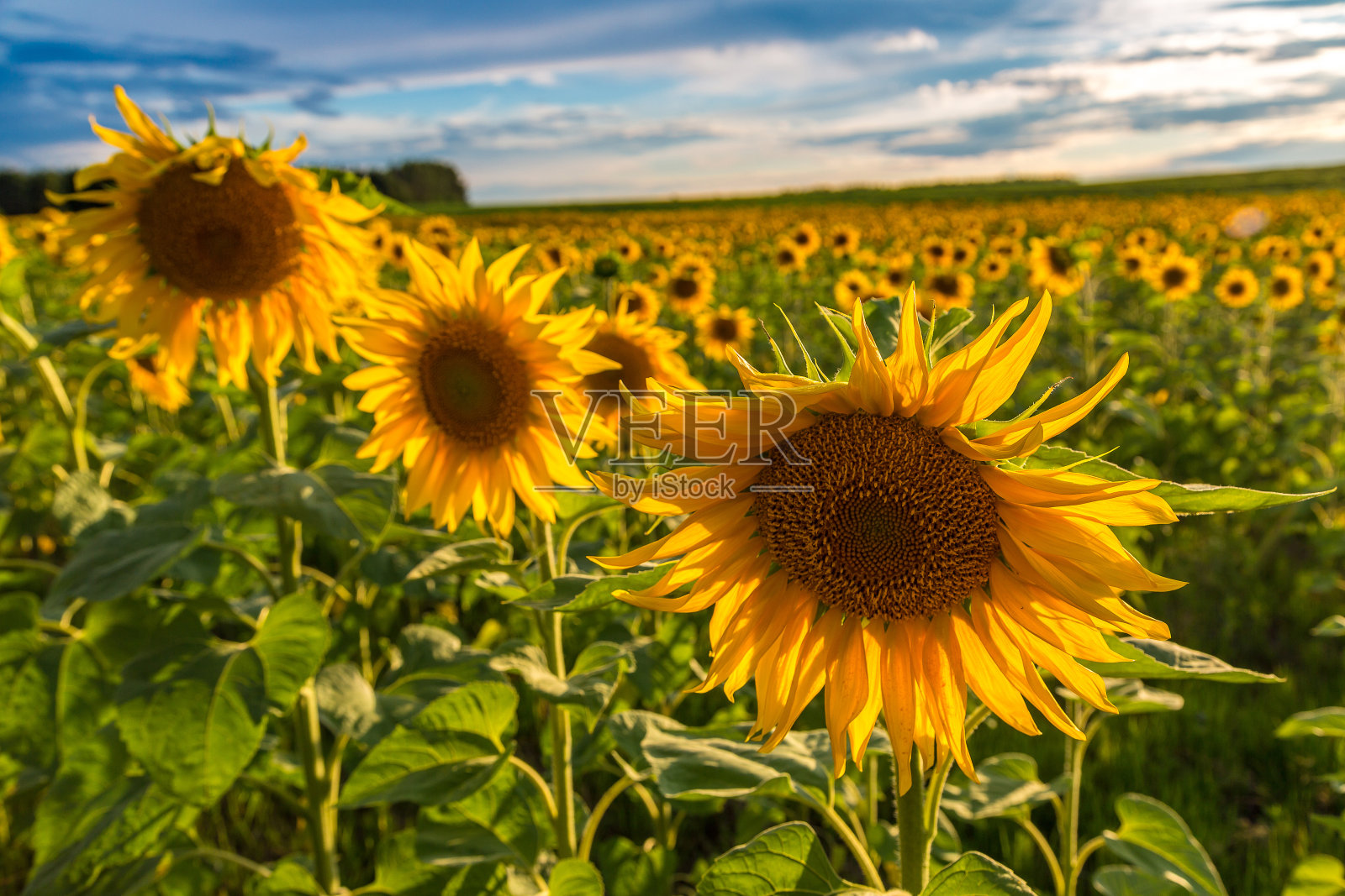向日葵盛开的田野照片摄影图片