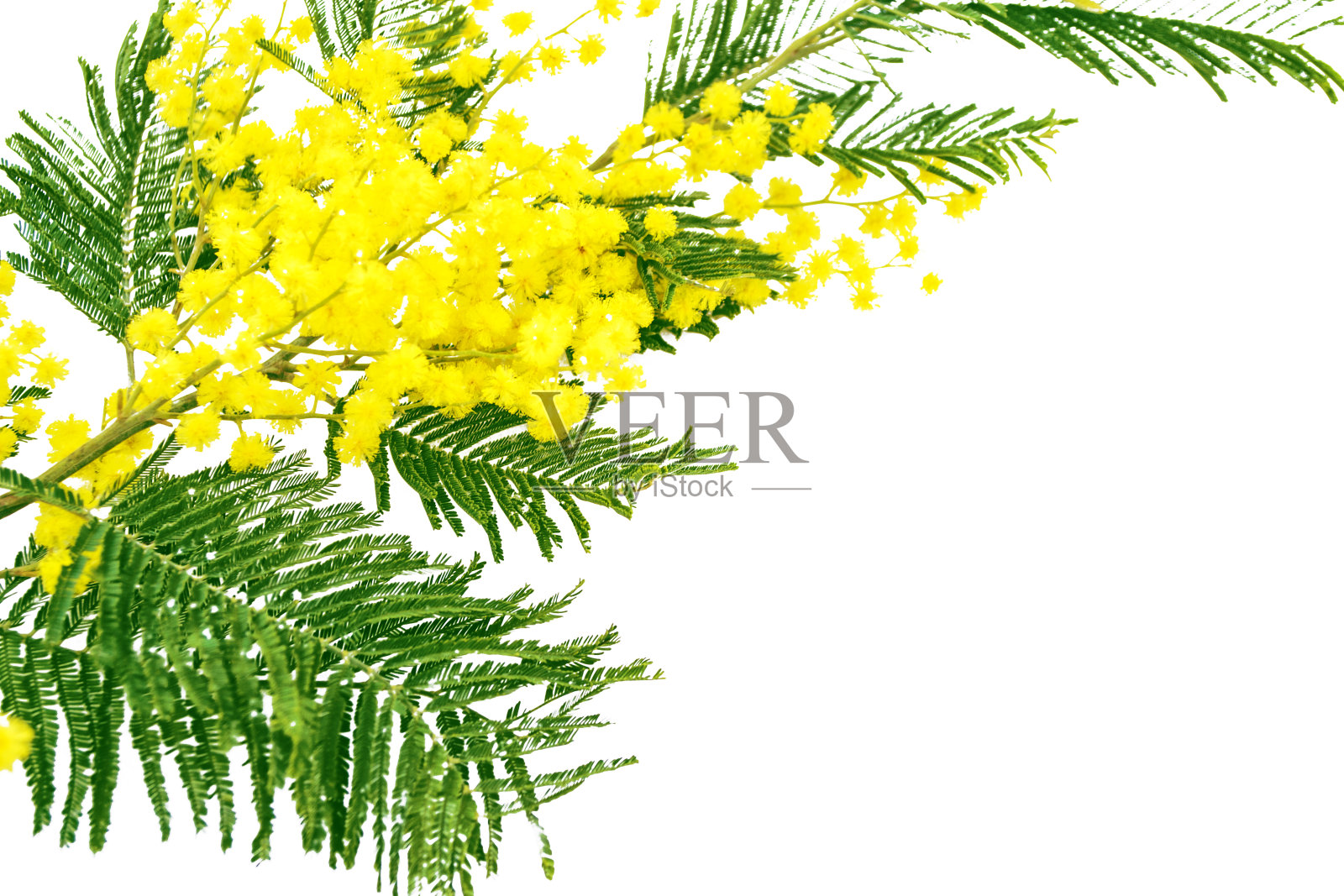 黄色的春花含羞草照片摄影图片