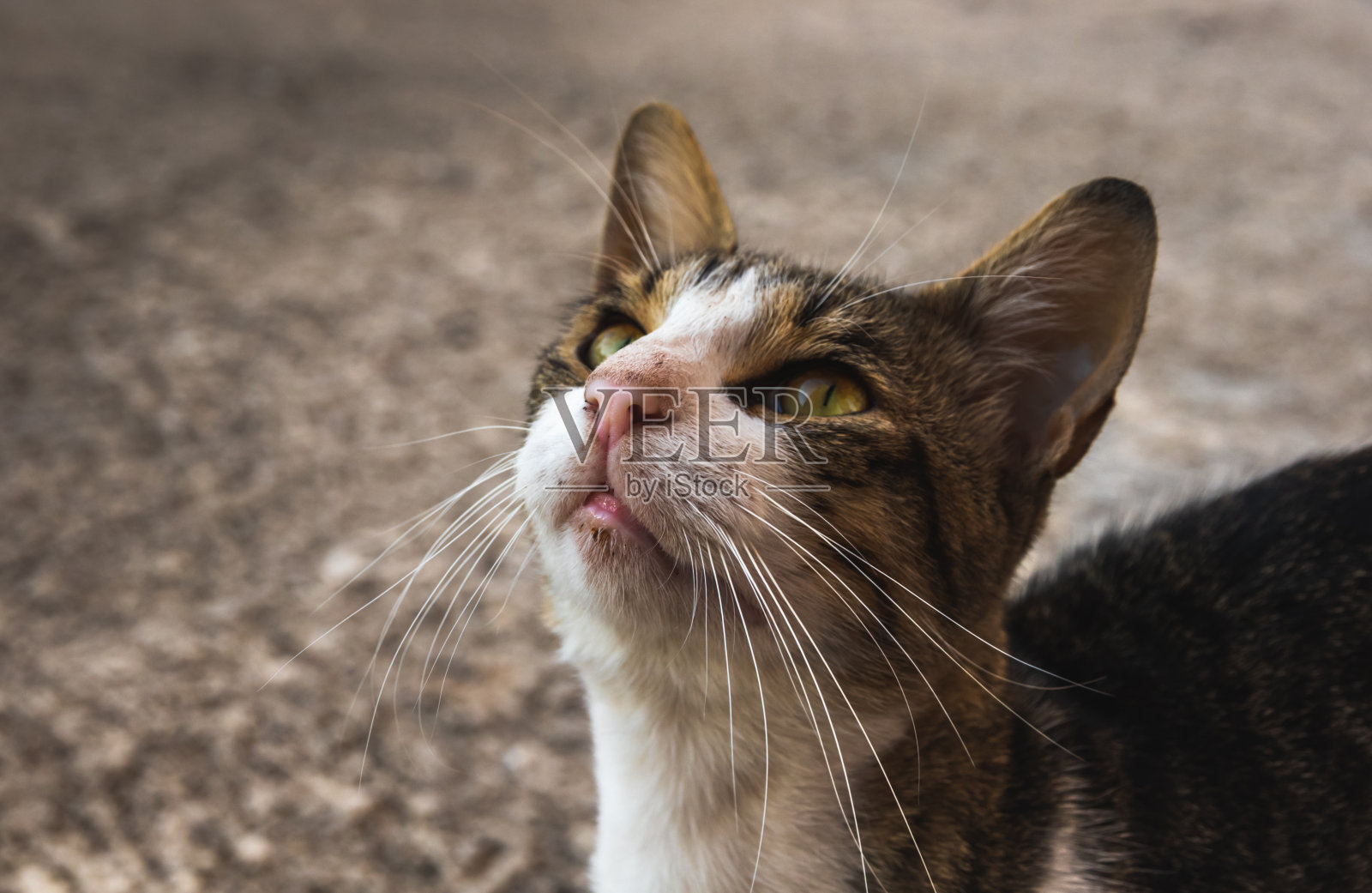 美丽独特的虎斑猫肖像在沥青的背景照片摄影图片