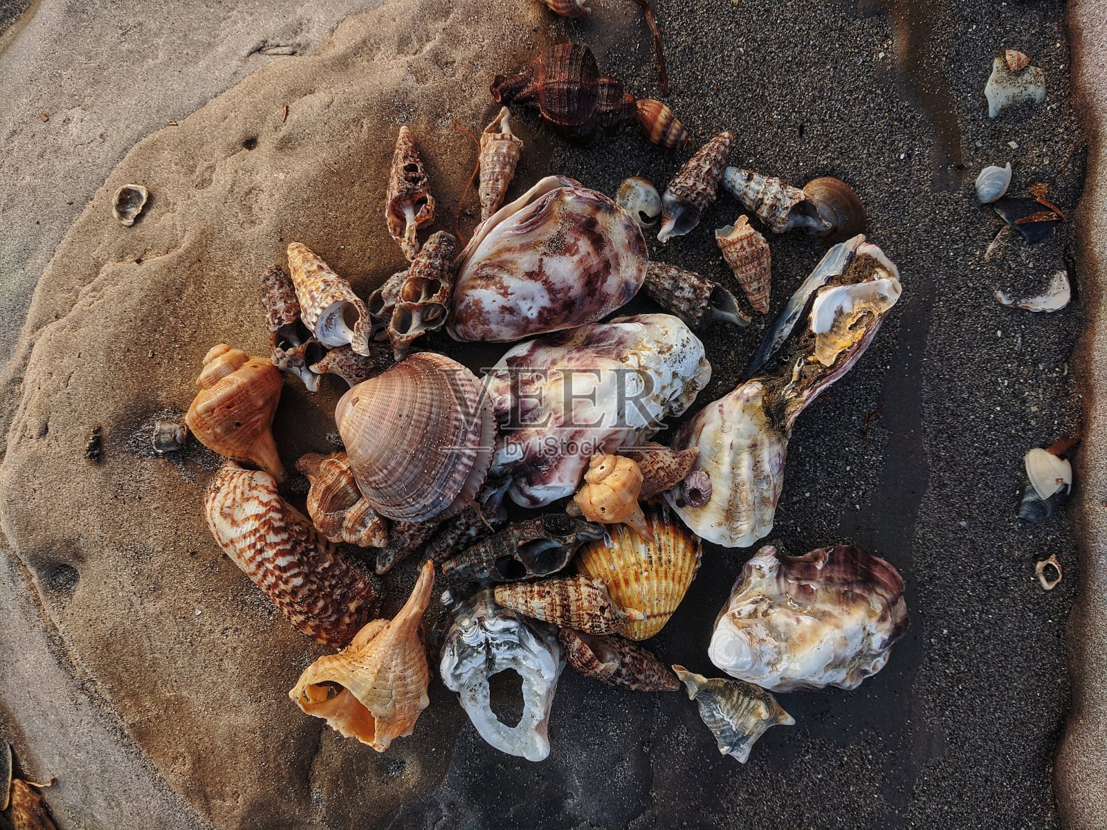 意大利海岸上各种贝壳的质地。照片摄影图片