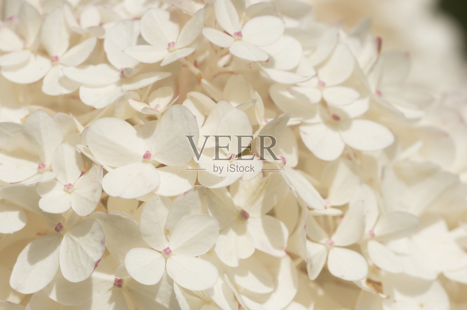 灌木盛开的白色绣球花照片摄影图片