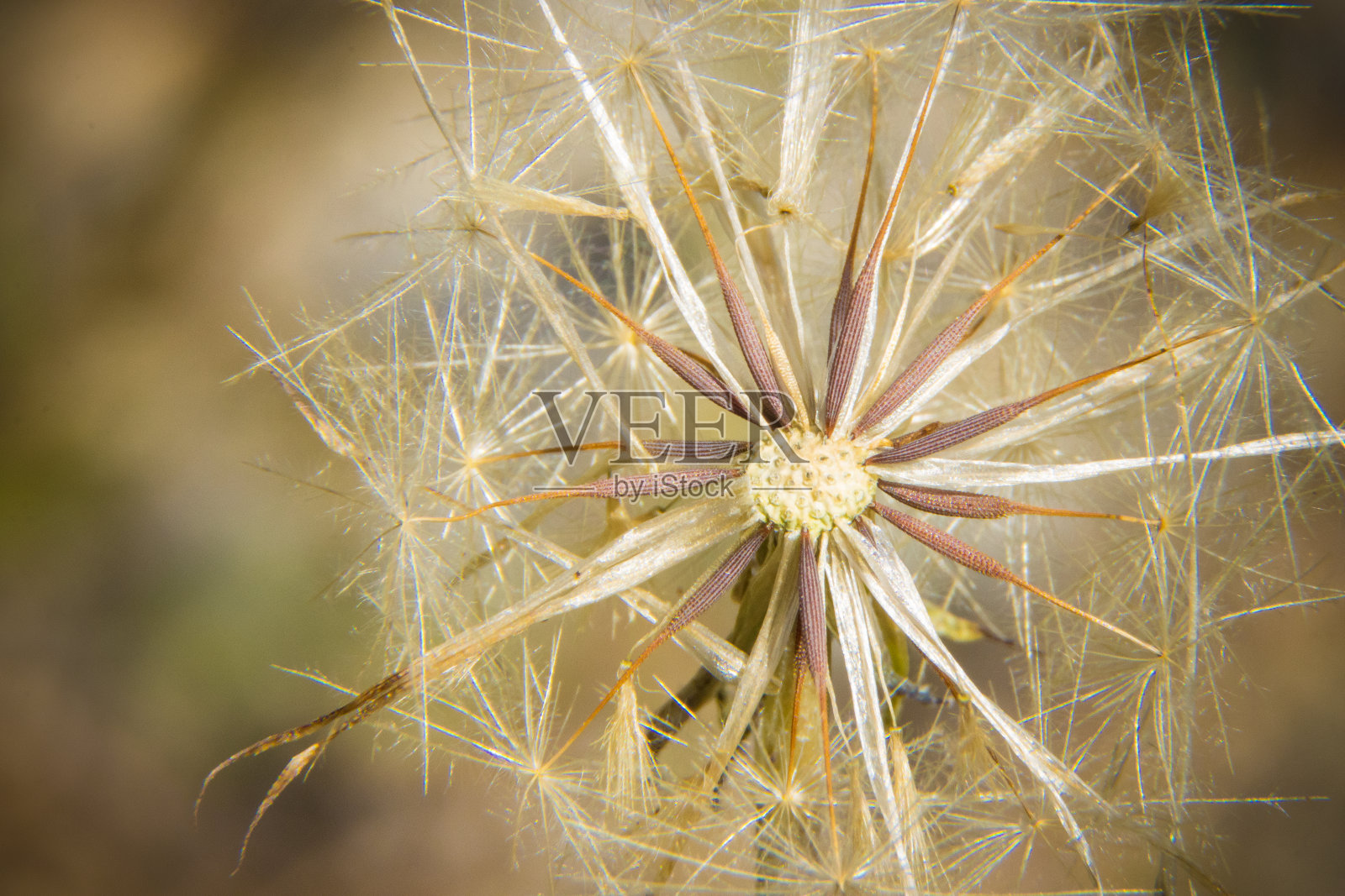 蒲公英照片摄影图片