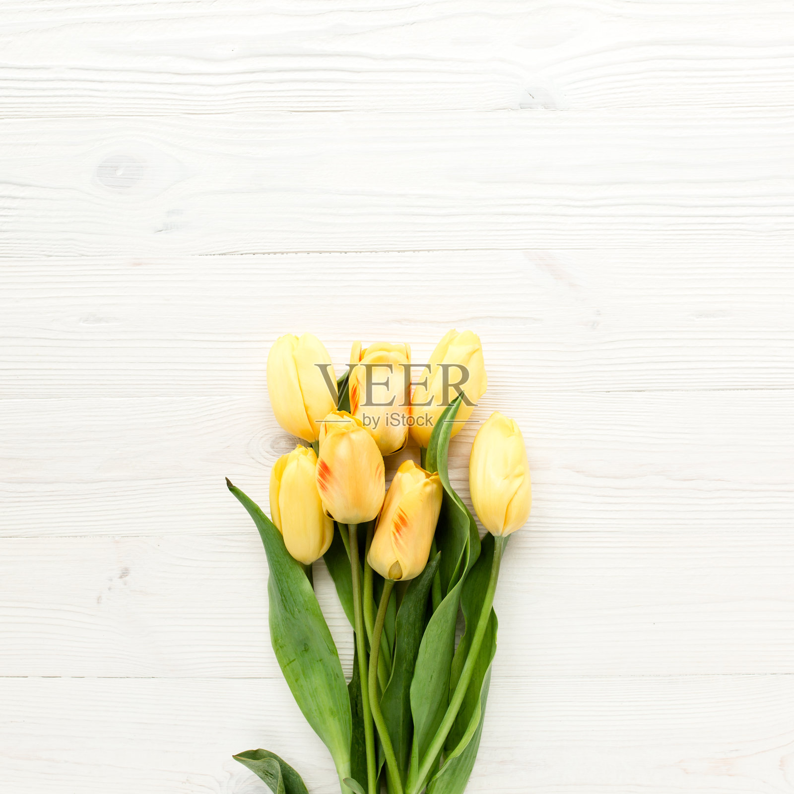 黄色郁金香孤立在白色木质背景上。平放,俯视图照片摄影图片