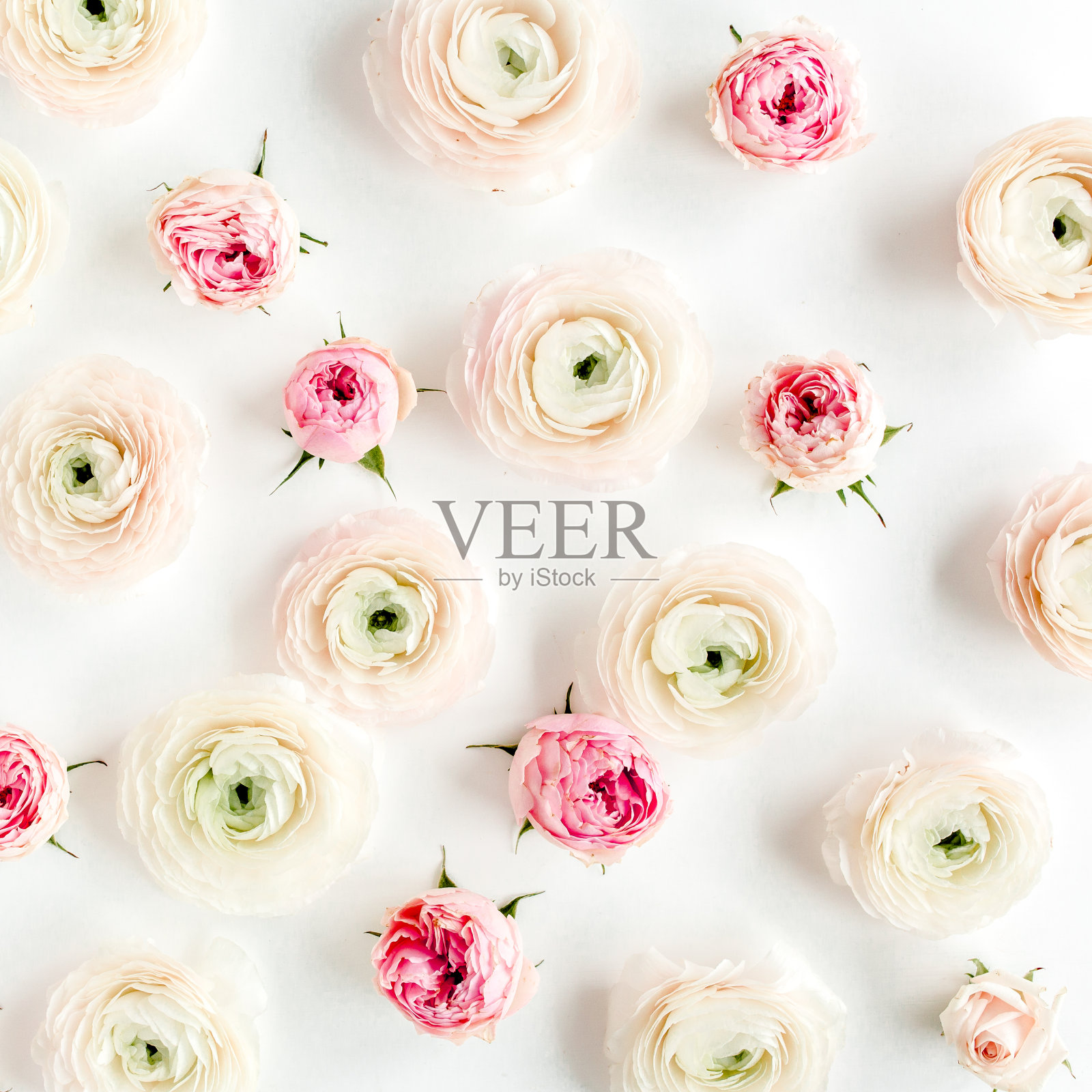 花的背景纹理由粉红色毛茛和玫瑰花蕾和桉树叶在白色的背景。平躺,俯视图花卉背景照片摄影图片