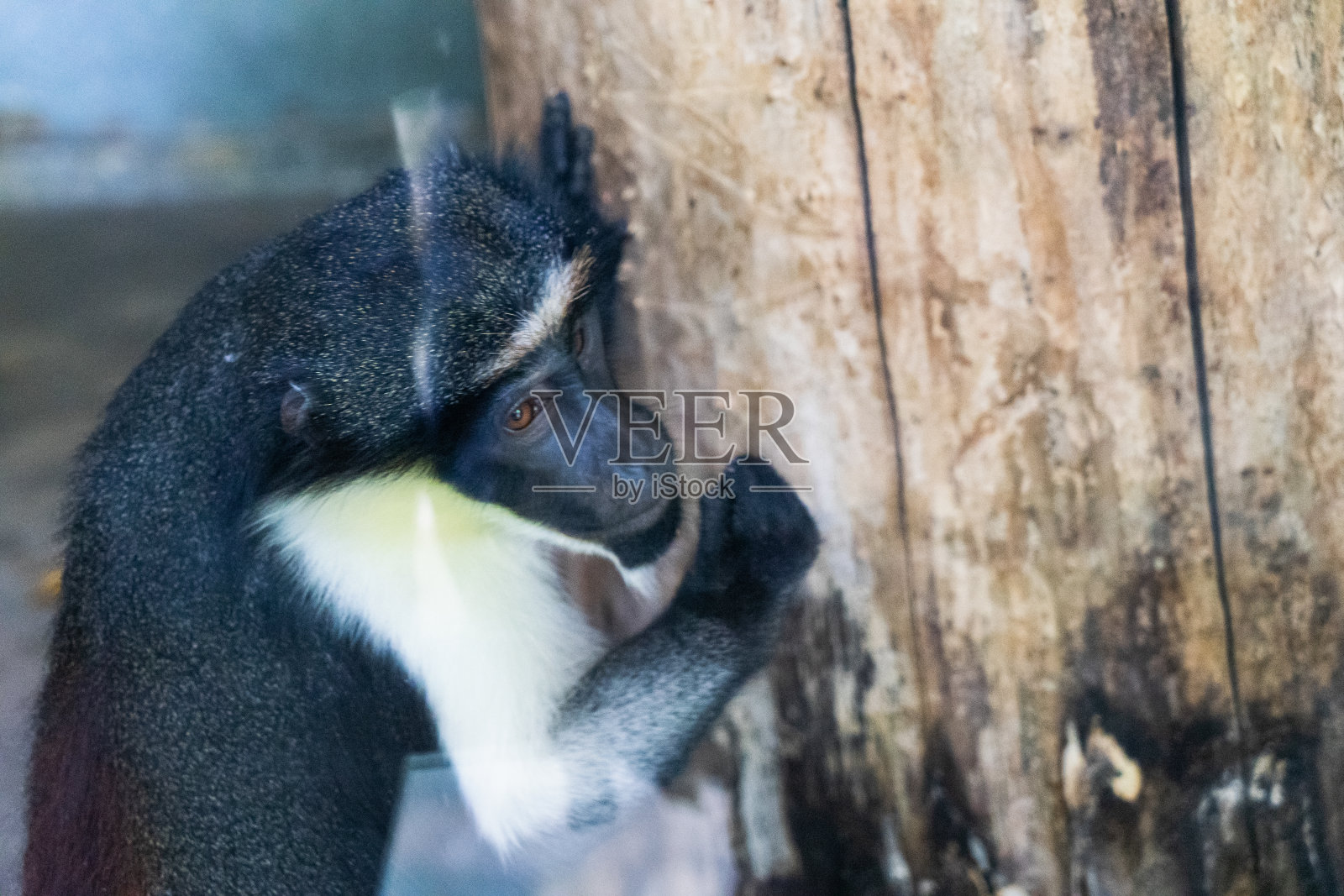 动物园里的长尾猴照片摄影图片