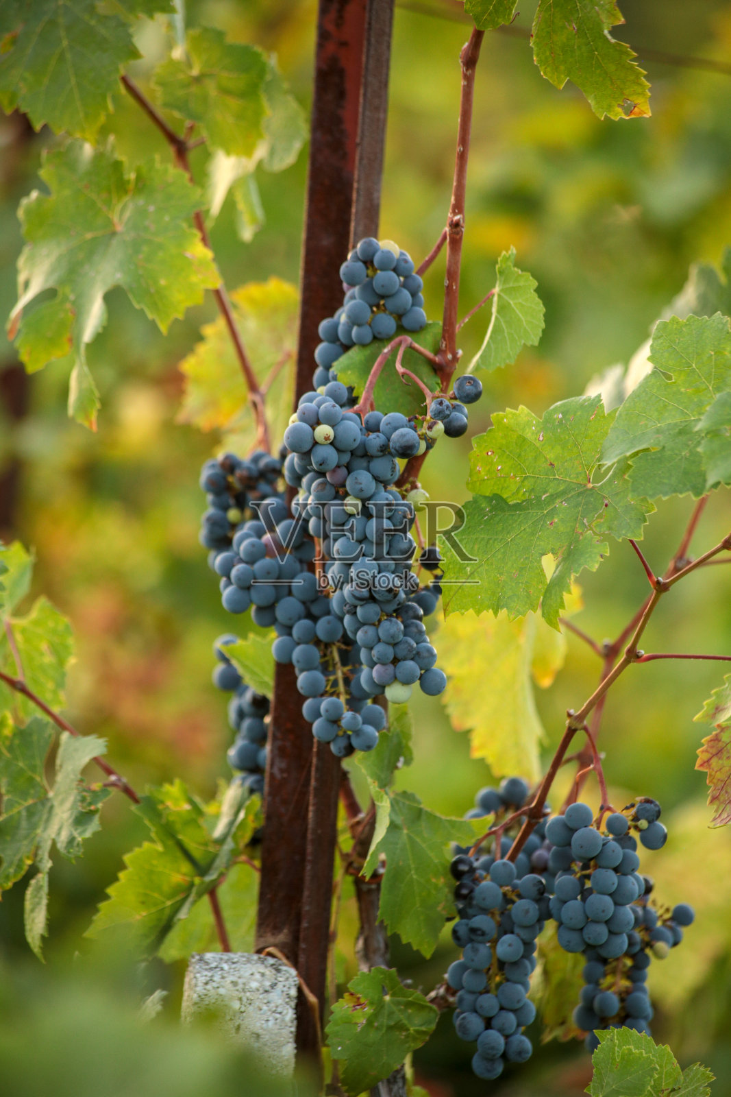 葡萄熟黑在我的葡萄园秋天季节的绿叶照片摄影图片