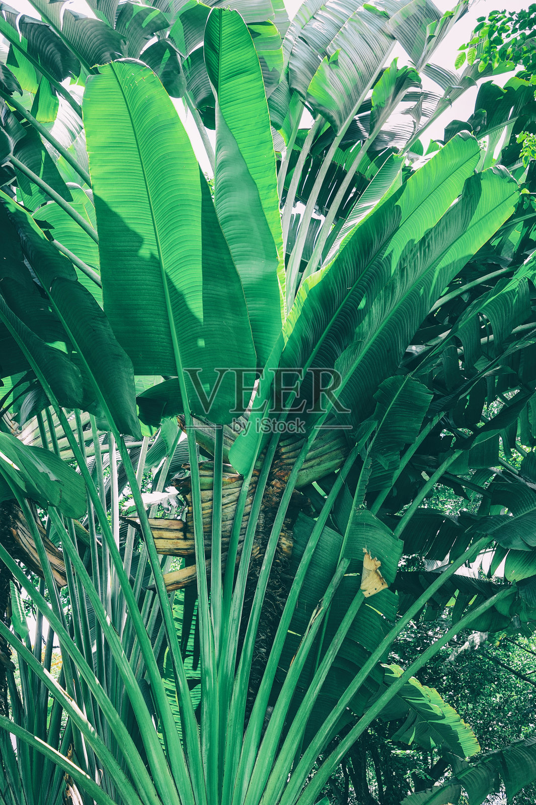 香蕉棕榈树照片摄影图片