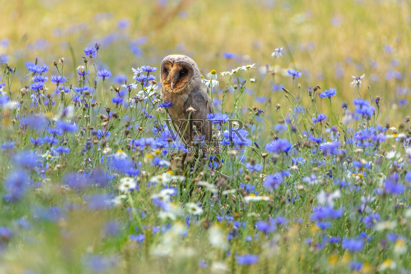 精品枭照片摄影图片